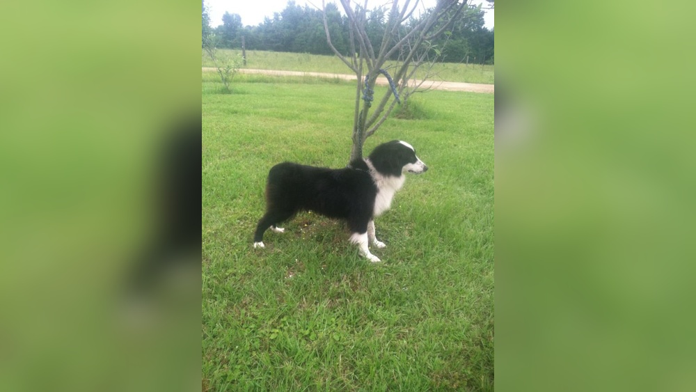Border Collie Tail Docked