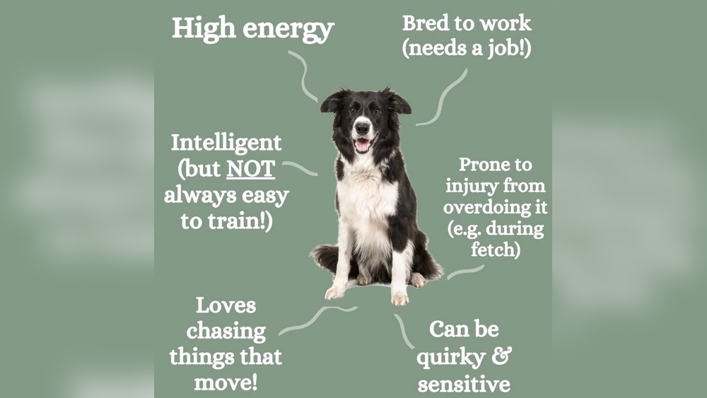 Border Collie Training Tips