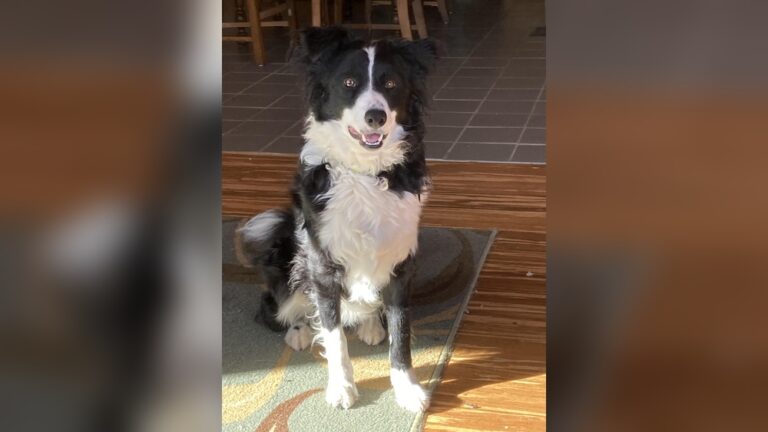 Do All Border Collies Have a White Tipped Tail
