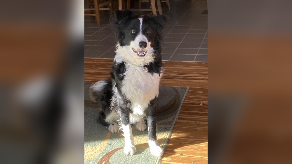 Do All Border Collies Have a White Tipped Tail