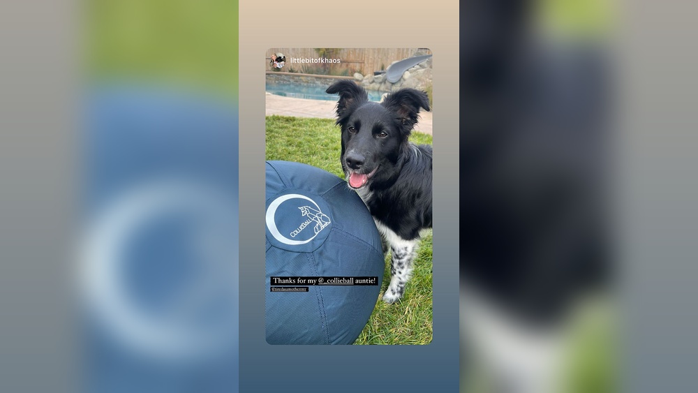 How Do I Keep My Border Collie Mentally Engaged?