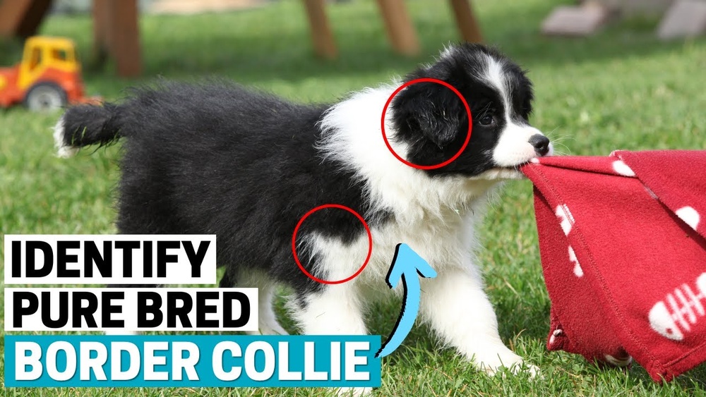 How Do I Tell If My Border Collie is Purebred?