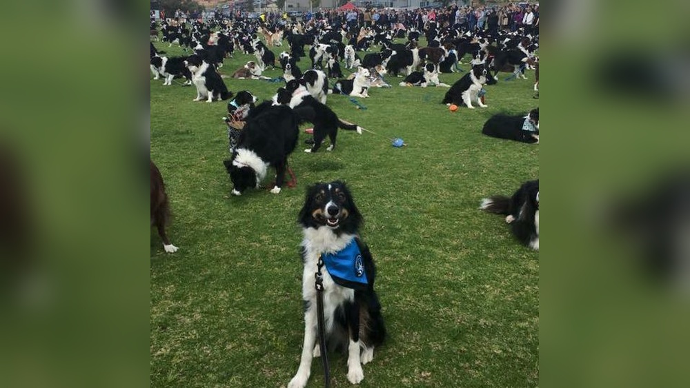 How Many Border Collies are Left in the World