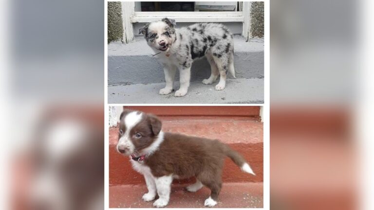 How Much Does a Border Collie Weight at 3 Months