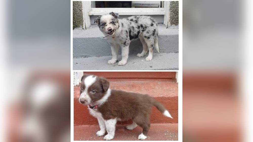 How Much Does a Border Collie Weight at 3 Months