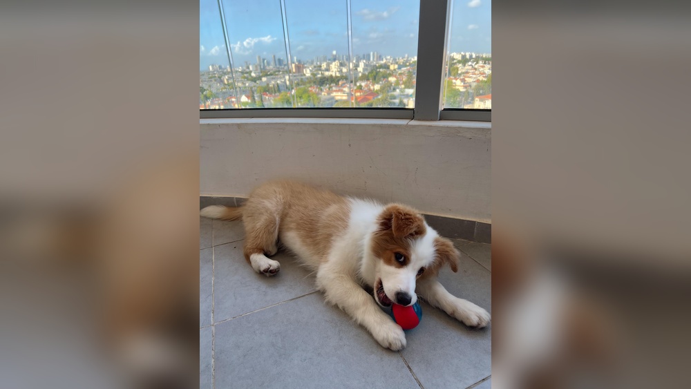 How Much Does a Border Collie Weight at 4 Months