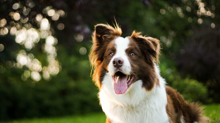 How Much Does a Border Collie Weight at 8 Weeks