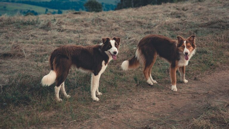 How Much Does a Full Grown Border Collie Weight