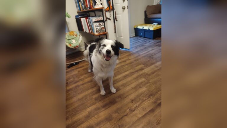 How Much Should a Border Collie Weigh