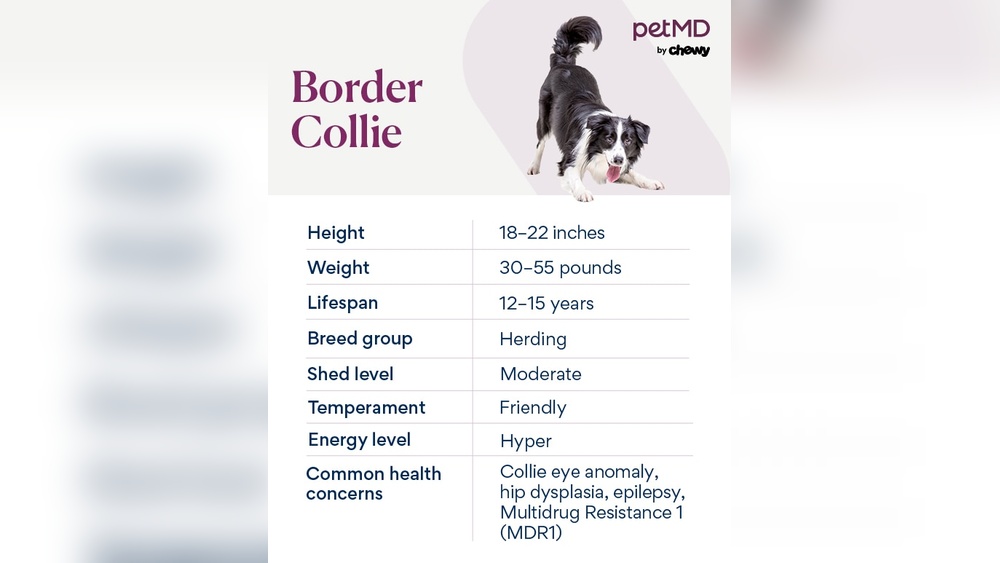 How to Care for a Border Collie