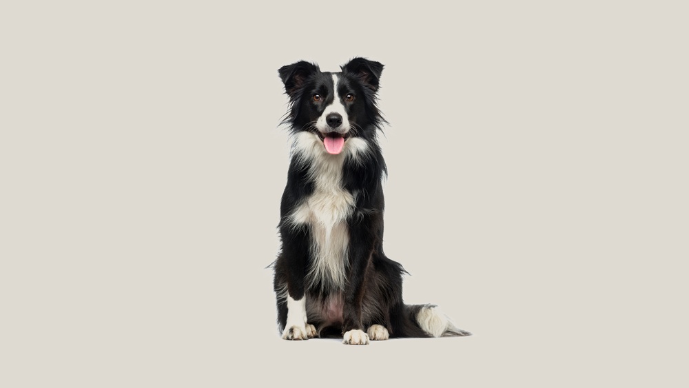 How to Find a Reputable Border Collie Breeder in the Us?