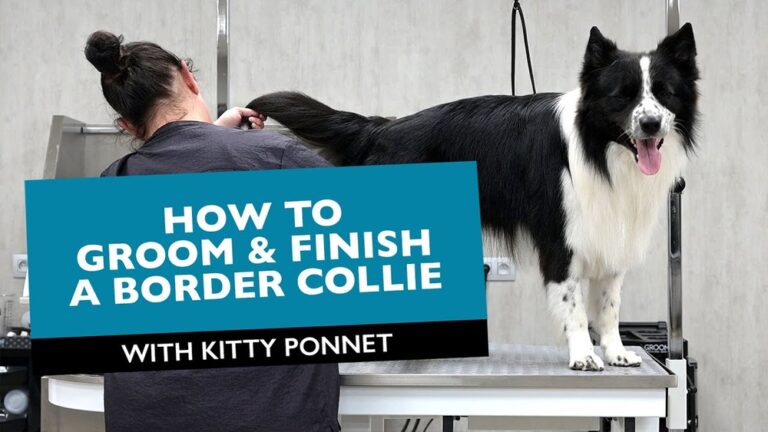 How to Groom a Border Collie
