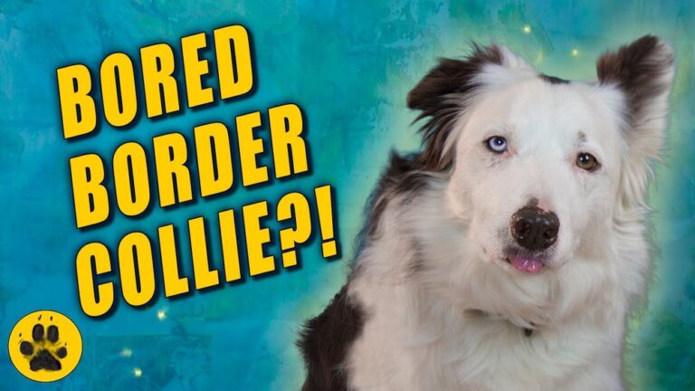 How to Keep a Border Collie Entertained