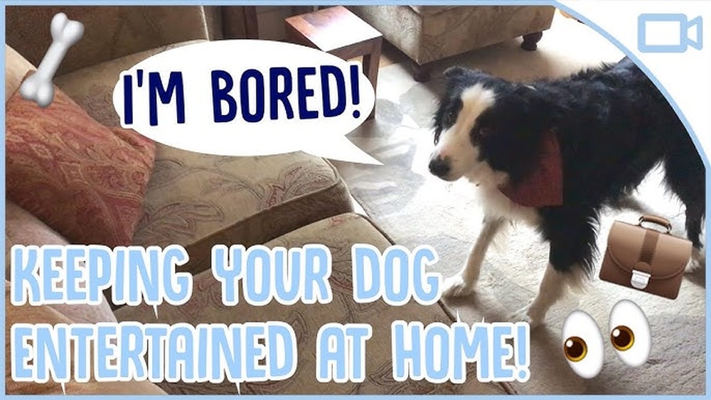 How to Keep Border Collie Busy While at Work