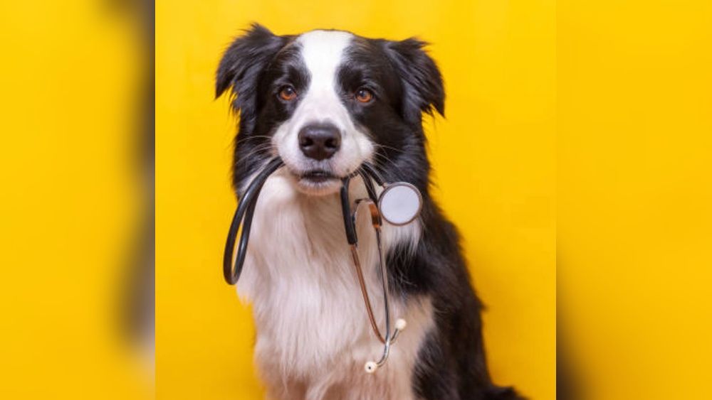 Local Dog Daycare Centers Experienced With Border Collies