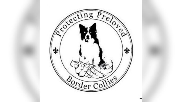 Protecting Preloved Border Collies