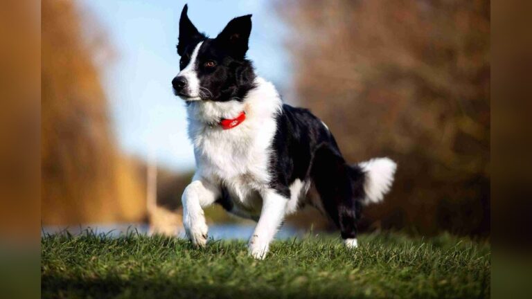 Top-Rated Gps Trackers for Active Border Collies