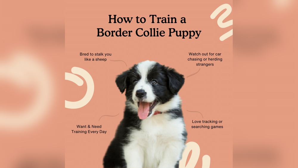 Training Tips for Border Collies