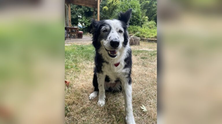 What Does a True Border Collie Look Like?