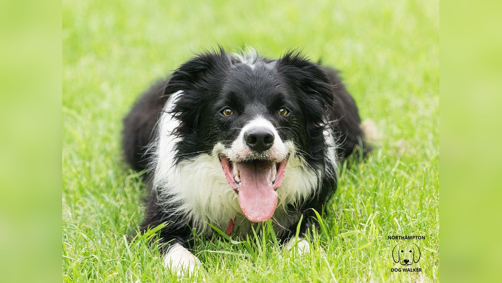 What is Border Collie Syndrome?