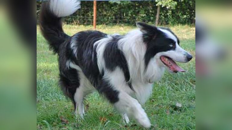 Why Do Border Collies Have a White Stripe