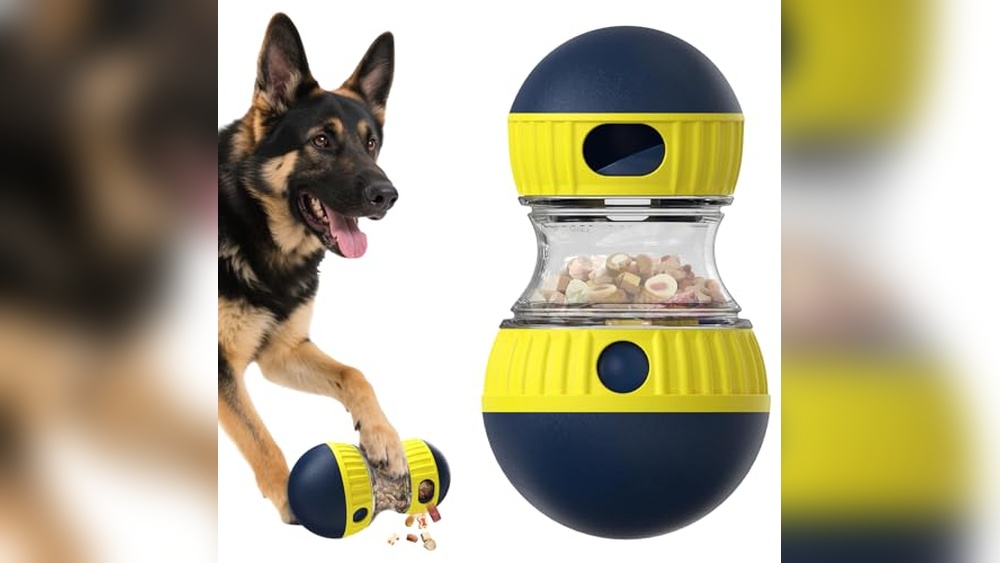 Best Pet Feeder for Border Collie