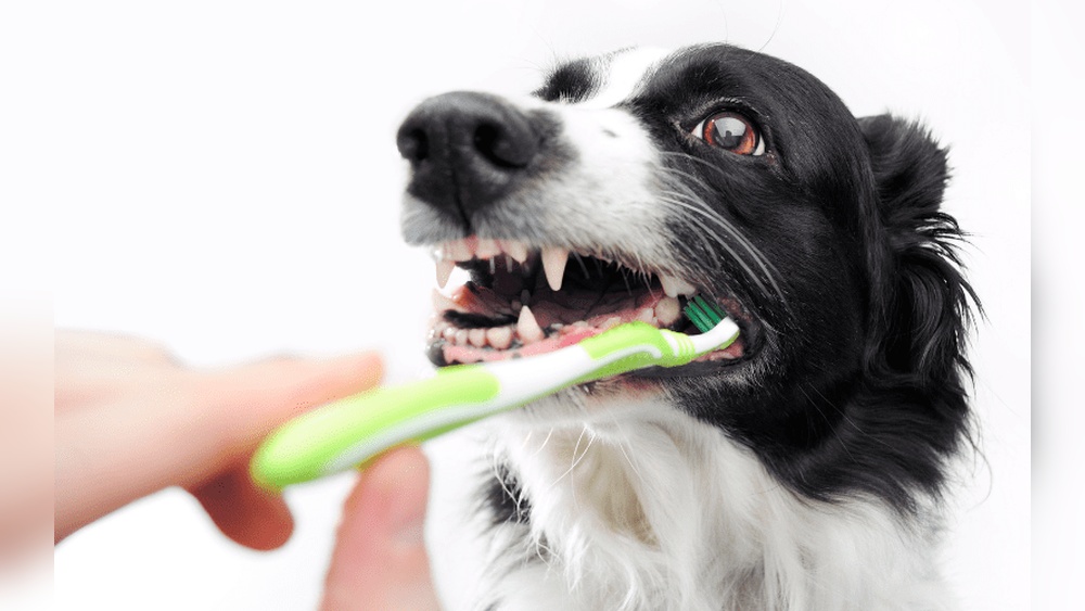 Border Collie Teeth Gums And Oral Health Care
