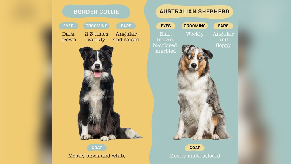 Border Collies Vs Australian Shepherds