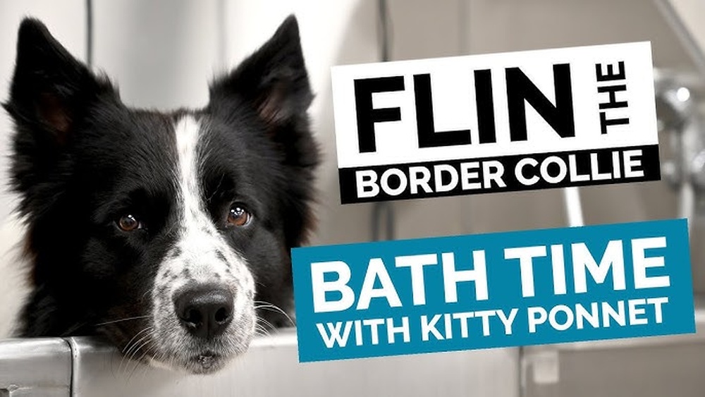 How to Bath And Dry a Border Collie
