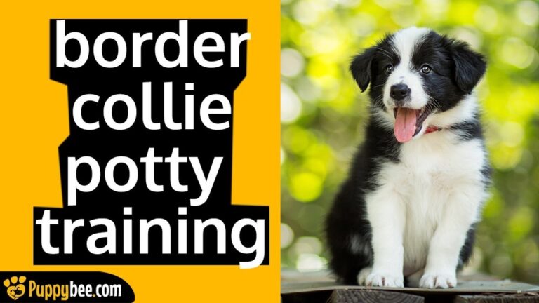 How to Toilet Train a Border Collie