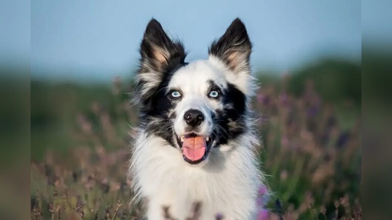 Is Raw Food Good for Border Collies?