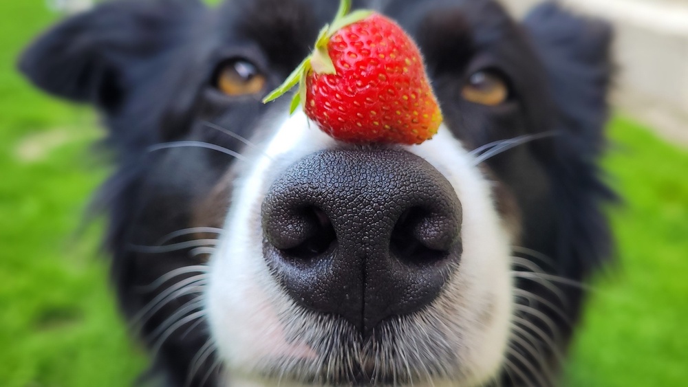 Safe Fruit for Border Collies