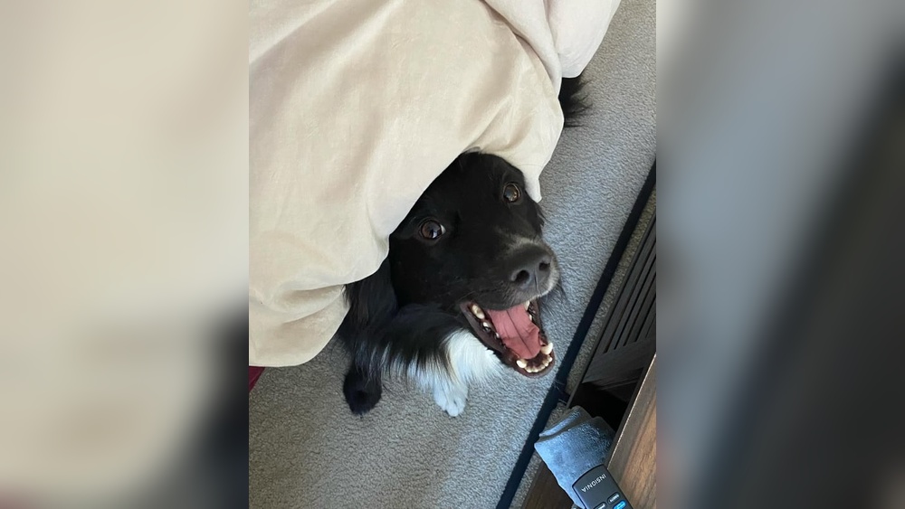 Stop Border Collie Separation Anxiety