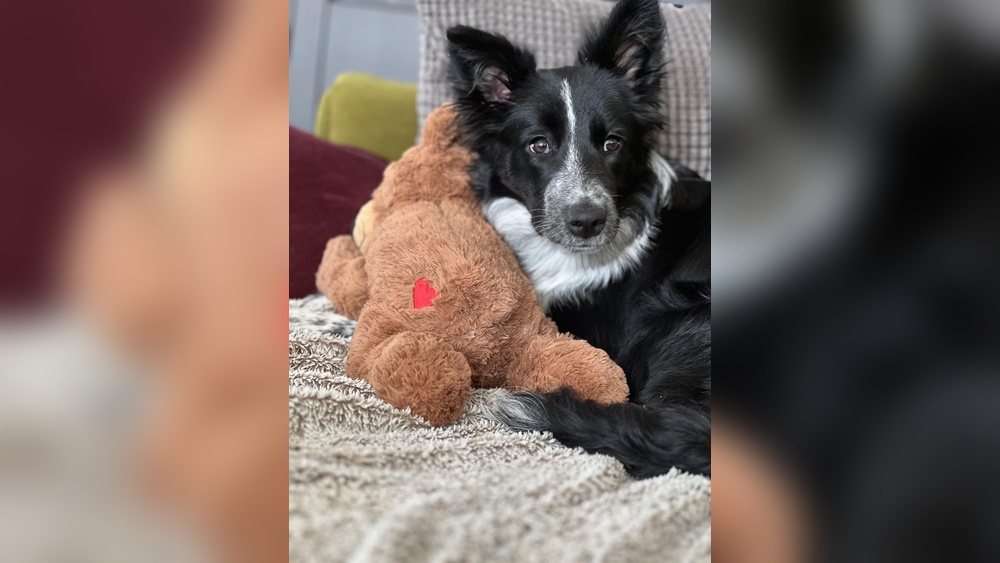 Ways to Entertain Your Border Collie