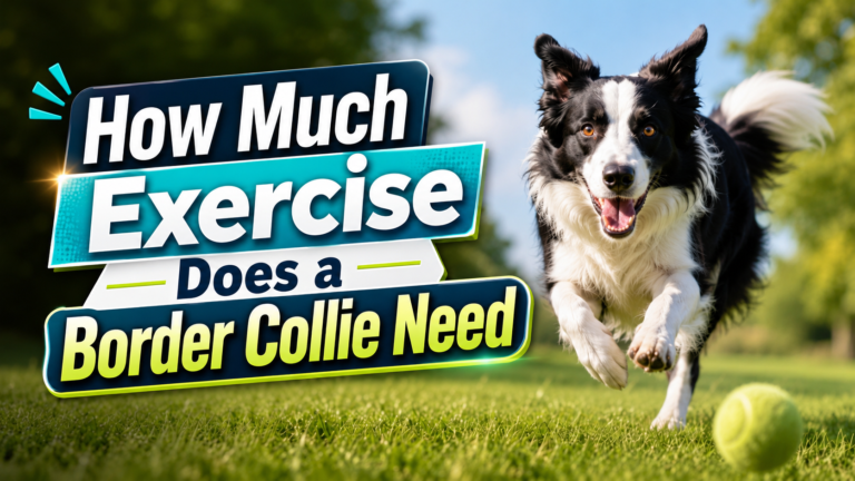 How Much Exercise Does a Border Collie Need? Complete Daily Activity Guide