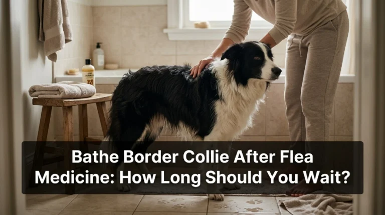 Bathe Border Collie After Flea Medicine How Long Should You Wait