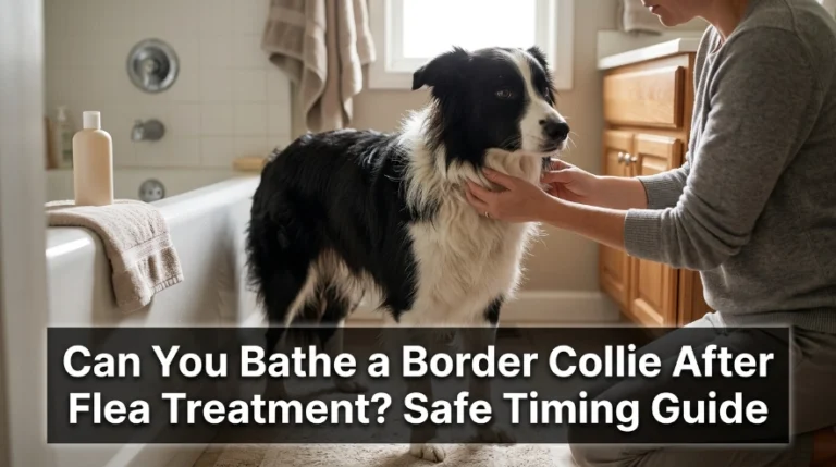 Can You Bathe a Border Collie After Flea Treatment Safe Timing Guide