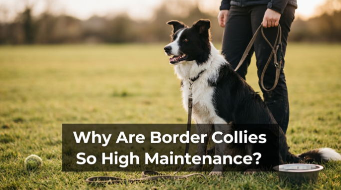 Border Collies So High Maintenancepx