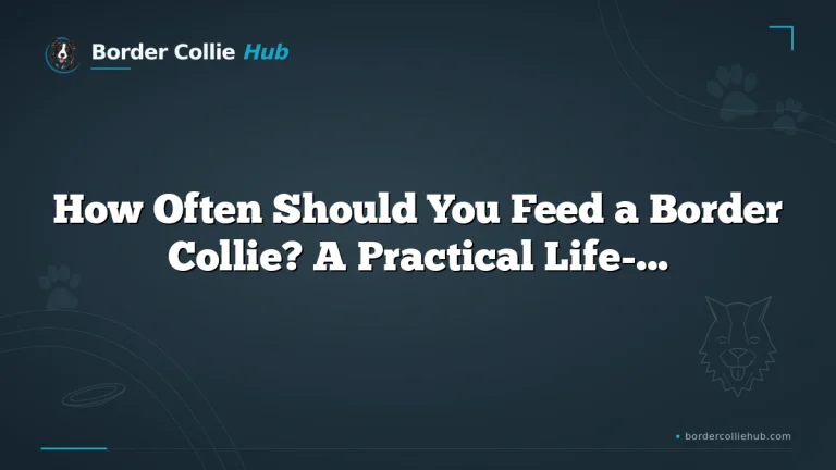 How Often Should You Feed a Border Collie? A Practical Life-Stage Guide
