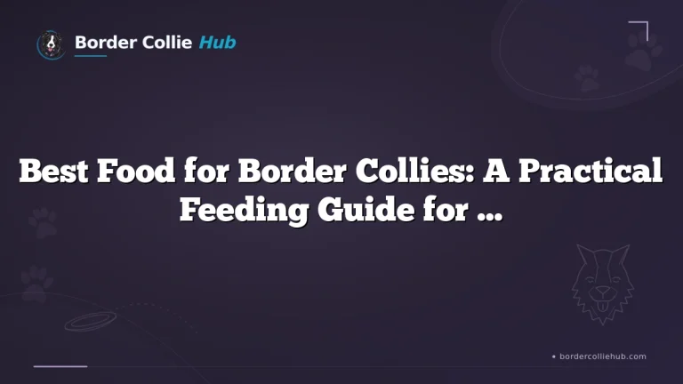 Best Food for Border Collies: A Practical Feeding Guide for Every Life Stage