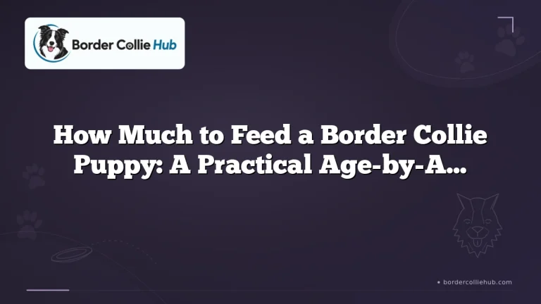 How Much to Feed a Border Collie Puppy: A Practical Age-by-Age Guide