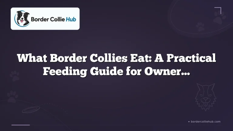 What Border Collies Eat: A Practical Feeding Guide for Owners