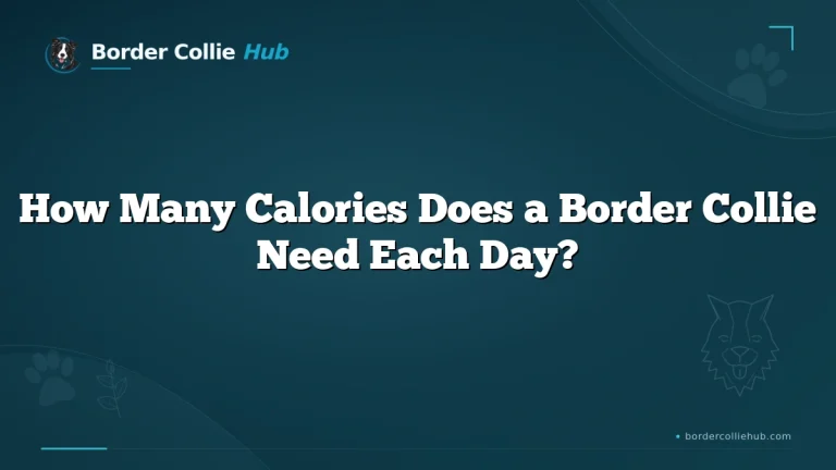 How Many Calories Does a Border Collie Need Each Day?