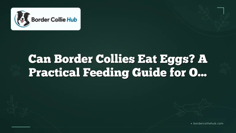Can Border Collies Eat Eggs? A Practical Feeding Guide for Owners