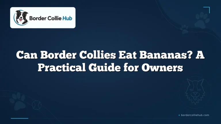 Can Border Collies Eat Bananas? A Practical Guide for Owners