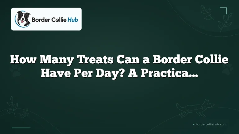 How Many Treats Can a Border Collie Have Per Day? A Practical Feeding Guide