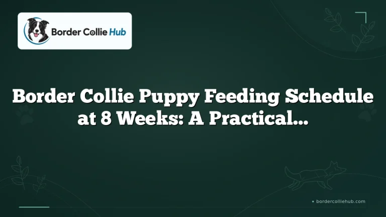 Border Collie Puppy Feeding Schedule at 8 Weeks: A Practical Guide for New Owners