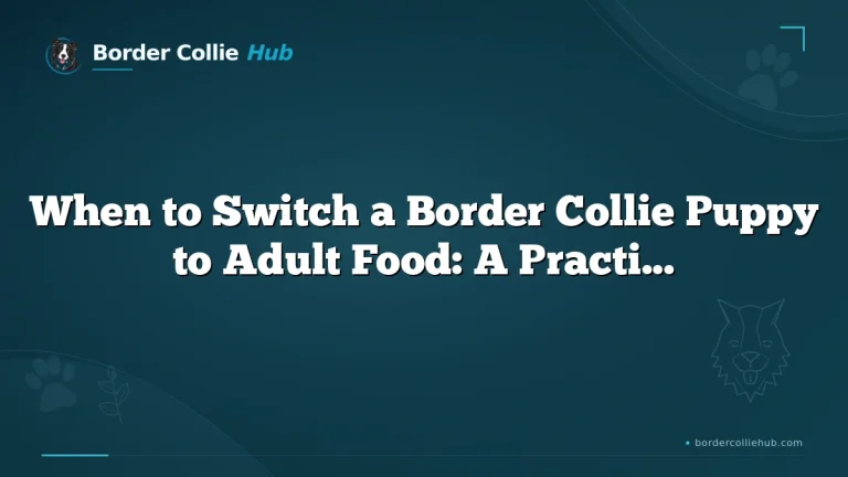 When to Switch a Border Collie Puppy to Adult Food: A Practical Feeding Guide