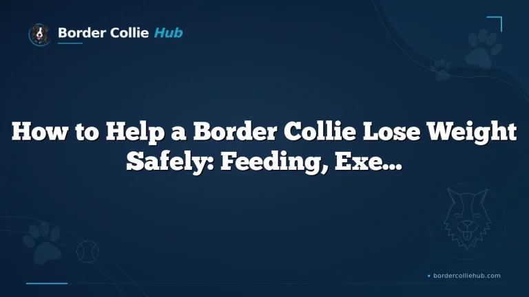 How to Help a Border Collie Lose Weight Safely: Feeding, Exercise, and Vet Guidance