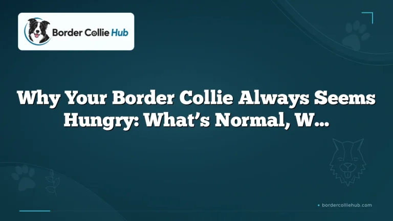 Why Your Border Collie Always Seems Hungry: What’s Normal, What’s Not, and What to Do